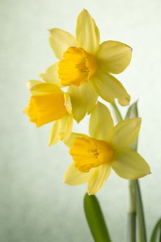 Yellow daffodils on a colored background. Easter greeting card.