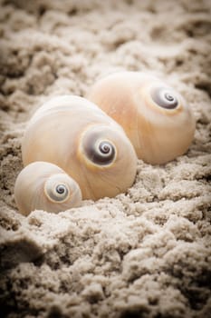 Shell and coral on the sand, the sea beach.