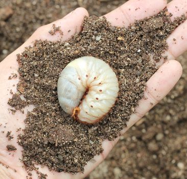 Image of grub worms in the human hand.