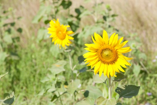 Sunflowers in the field. Sunflower sunflowers in full bloom in the morning.