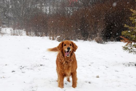 one cute golden retriever dog at snowfall outdoors