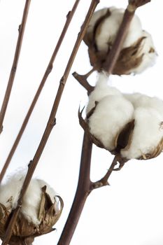 Fresh white cotton bolls on the plant ready for harvesting for their fluffy fibers forming a protective capsule around the oil rich seeds used to produce textiles