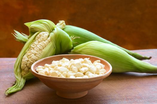 Kernels of white corn called Choclo (Spanish), in English Peruvian or Cuzco corn, typically found in Peru and Bolivia and used in traditional dishes, photographed with natural light (Selective Focus, Focus one third into the kernels)     