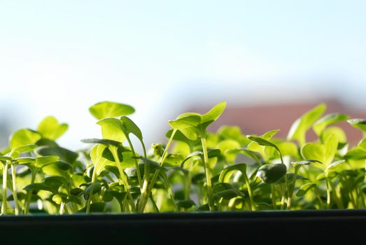 green seedlings on sunlight, growing in pot, closeup
