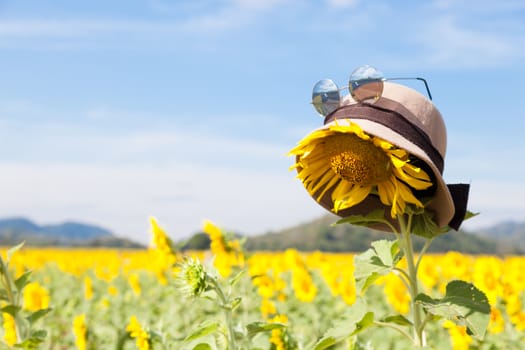 Wear a hat and sunglasses for sunflower. Holiday vacations in the sunflower sunflower fields in full bloom.