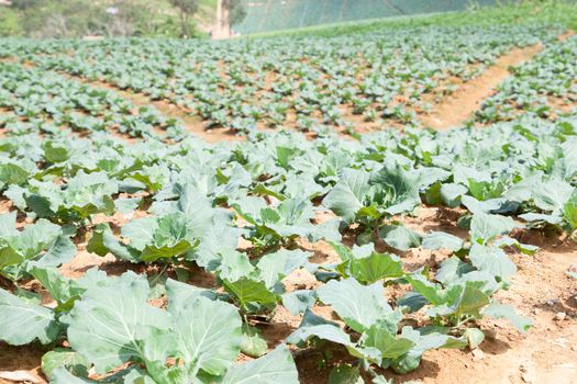 Agricultural land planted with cabbage. On a mountain with a lot of people planting cabbage.