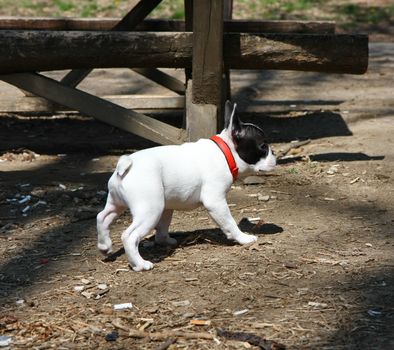 Puppy of French Bulldog in public park
