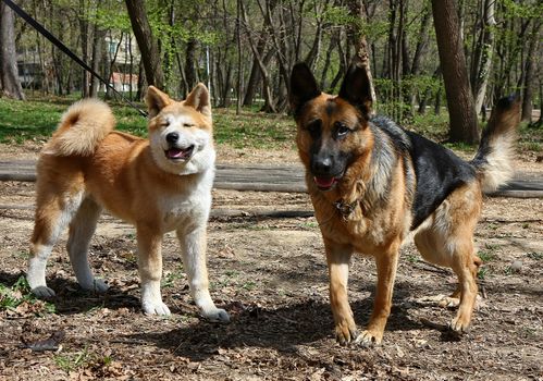 German shepherd and puppy of Akita inu in public park