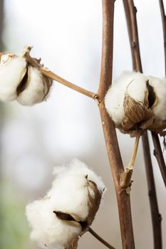 Fresh white cotton bolls on the plant ready for harvesting for their fluffy fibers forming a protective capsule around the oil rich seeds used to produce textiles