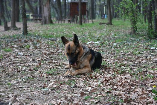 German shepherd playing with piece of wood in public park