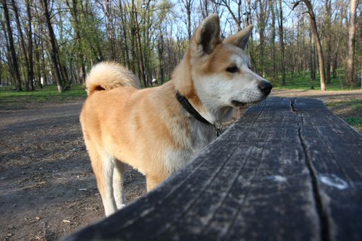 Puppy of Japanese dog Akita Inu posing  in the forest
