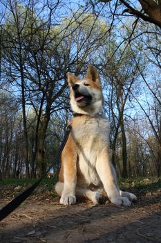 Puppy of Japanese dog Akita Inu posing  in the forest
