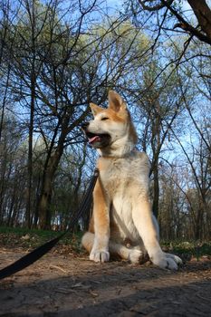 Puppy of Japanese dog Akita Inu posing  in the forest