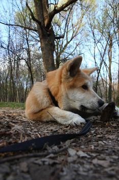 Puppy of Japanese dog Akita Inu having fun with piece of wood 