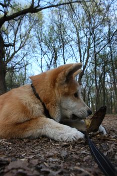 Puppy of Japanese dog Akita Inu having fun with piece of wood