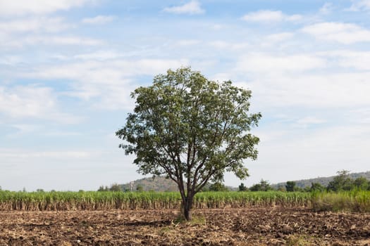 One big tree in the cane fields. Sugarcane is cultivated areas