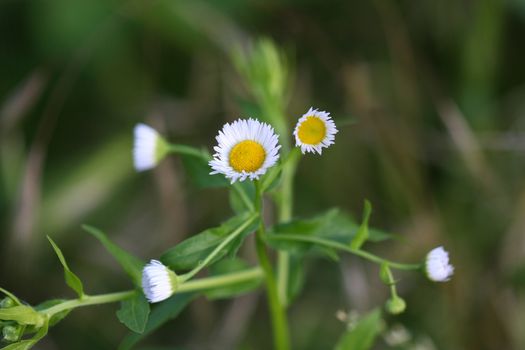  Close up of chamomile in the field