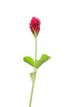 Crimson clover (Trifolium incarnatum)