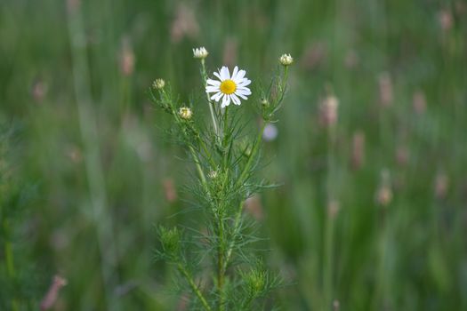 Beautiful yellow white chamomile in the field