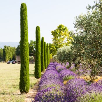 Provence Region, France. Lavander field at end of June