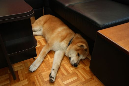 Puppy of Japanese dog Akita Inu resting in living room