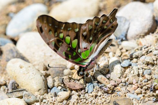 Close up Tailed Jay butterfly (Graphium agamemnon) with have green spots on wings feeding on the ground