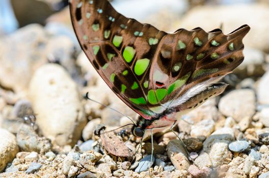 Close up Tailed Jay butterfly (Graphium agamemnon) with have green spots on wings feeding on the ground