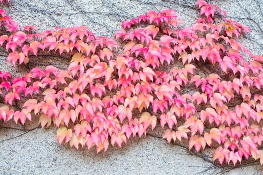 Red Ivy Parthenocissus quinquefolia. Clinging red autumn leaves, Stockholm, Sweden in October.