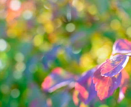 Colorful autumn bokeh background with leaves.