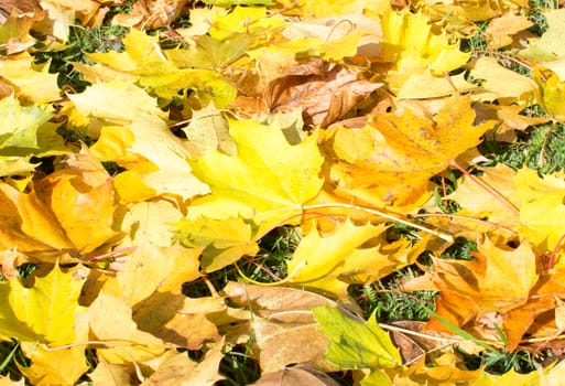 Yellow autumn leaves background