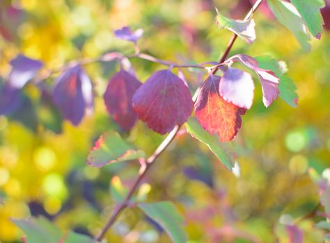 Colorful autumn bokeh background with leaves.