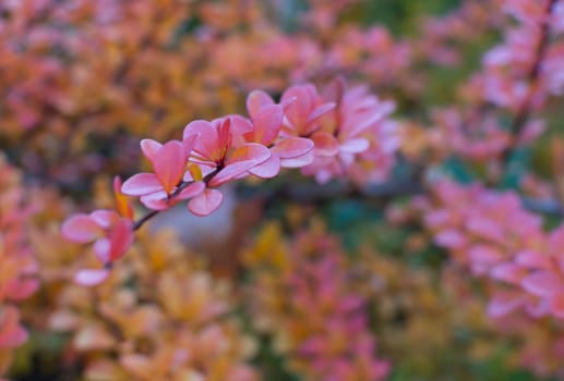 Pink autumn leaves Berberis vulgaris twig in October, Stockholm, Sweden.