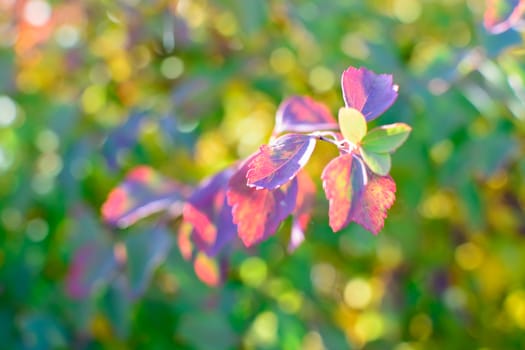 Colorful autumn bokeh background with leaves.