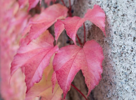 Red Ivy Parthenocissus quinquefolia. Clinging red autumn leaves, Stockholm, Sweden in October.