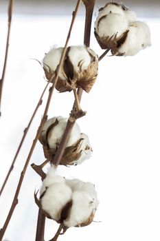 Fresh white cotton bolls on the plant ready for harvesting for their fluffy fibers forming a protective capsule around the oil rich seeds used to produce textiles