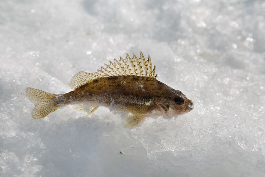 caught fish on ice fishing ruff