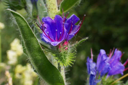 blue flowers Viper's Bugloss (Echium vulgare) close up