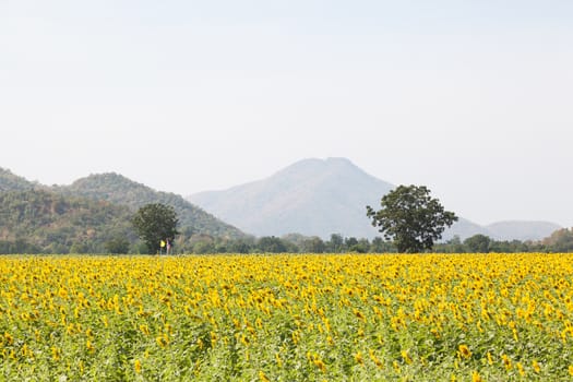 sunflower fields. Arable farming of sunflower fields. In the morning, with the back into the mountains.