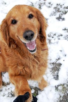 one cute golden retriever dog giving paw at snow outdoors