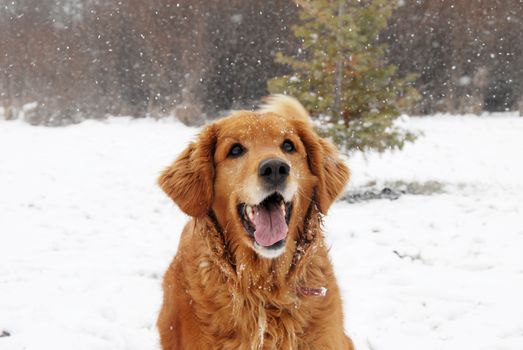 one cute golden retriever dog at snowfall outdoors