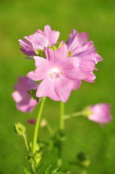 Mallow flower