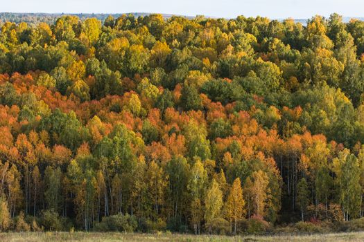 Autumn forest decorated with autumn colors