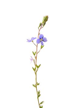 Germander speedwell (Veronica chamaedrys)