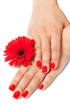 Beautiful hands of an elegant woman with fashionable red manicured nails, gemstone rings and a fresh red Gerbera daisy on a white background in a glamour and beauty concept