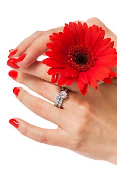 Beautiful hands of an elegant woman with fashionable red manicured nails, gemstone rings and a fresh red Gerbera daisy on a white background in a glamour and beauty concept