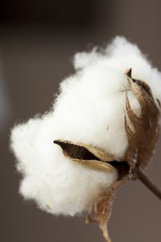 Fresh white cotton bolls on the plant ready for harvesting for their fluffy fibers forming a protective capsule around the oil rich seeds used to produce textiles