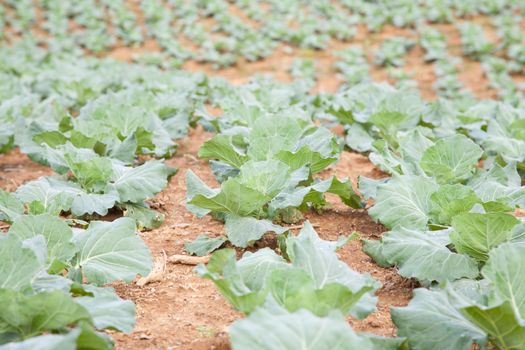 Agricultural land planted with cabbage. On a mountain with a lot of people planting cabbage.