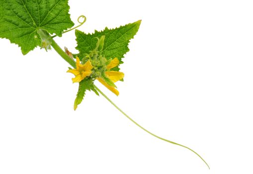 Cucumber flower