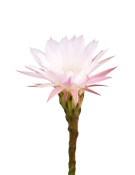 Cactus flower