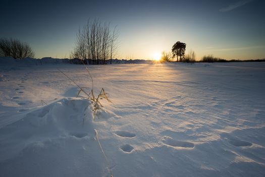 Animal footprints in the snow in the rays of the sun in winter.